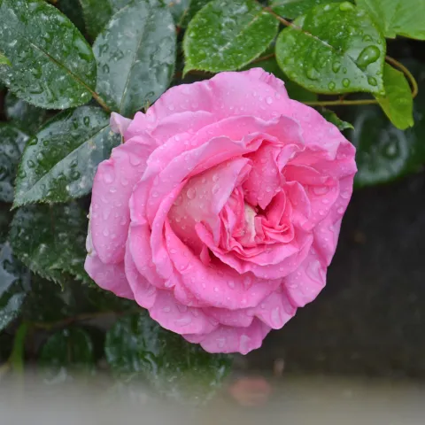 Nahaufnahme einer rosafarbenen Kletterrose mit Wassertropfen auf Blütenblättern und grünen Blättern im Hintergrund