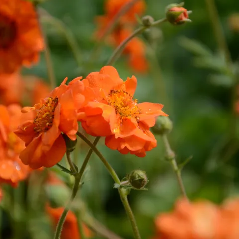 Nahaufnahme von mehreren orangefarbenen Nelkenwurzblüten mit grünen Stängeln
