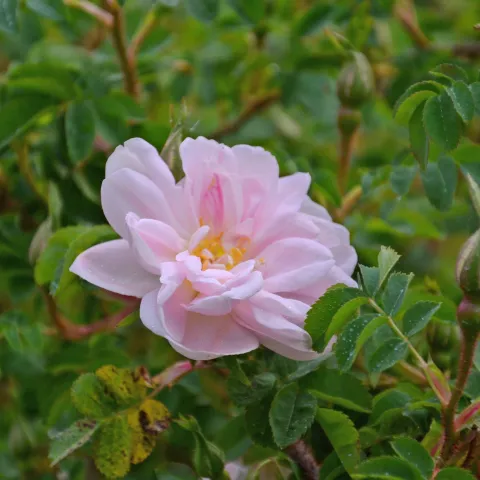 Zartrosa Strauchrose mit geöffneten Blütenblättern und Knospe vor grünem Laub