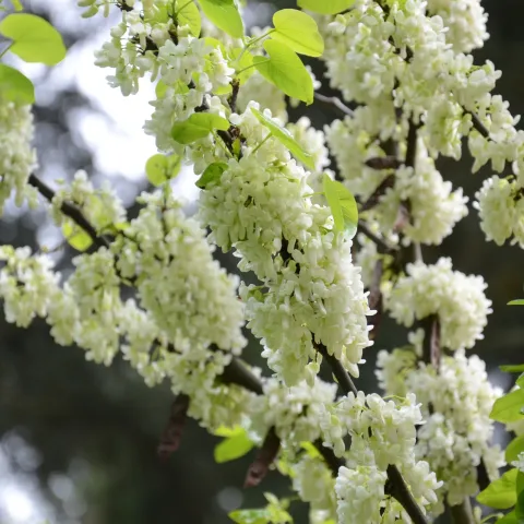 Zweig eines Judasbaums mit weißen Blüten und grünen Blättern vor unscharfem Hintergrund