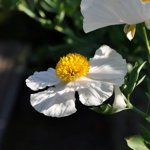 Weiße Blüte des Baummohns mit leuchtend gelber Mitte im Sonnenlicht.