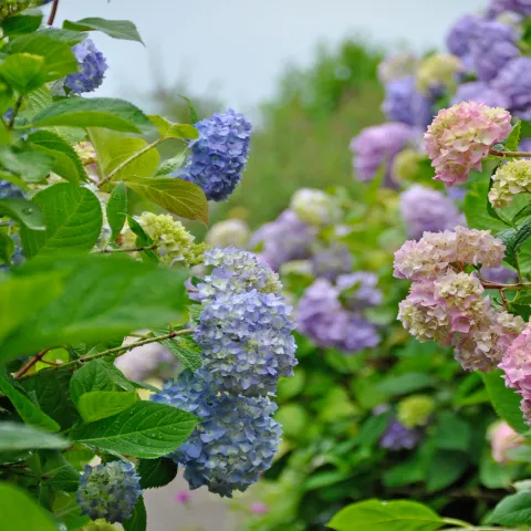 Blühende Hortensien in Rosa- und Blautönen säumen einen Gartenweg zwischen dichtem Grün.