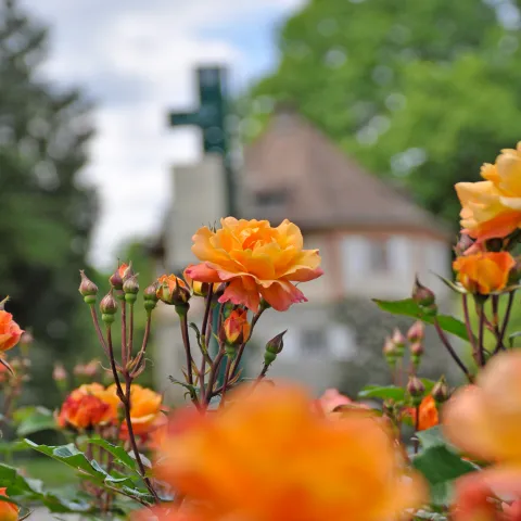 Orangefarbene Rose „Papagayo“ mit Knospen vor einem unscharfen Hintergrund aus Gartenpflanzen und Gebäuden.