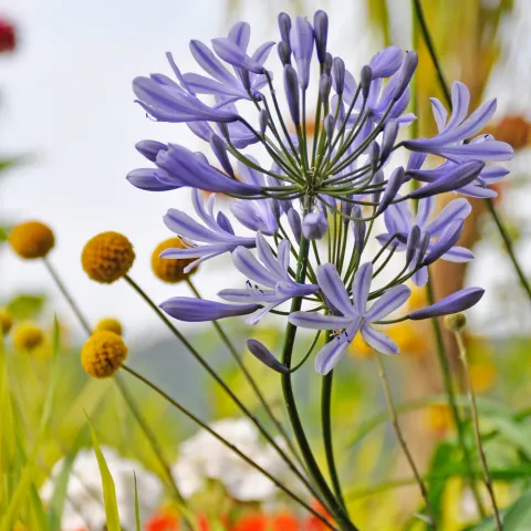 Hellviolette Blüten einer Schmucklilie (Agapanthus) vor einem sommerlichen Beet mit gelben Kugelblüten.
