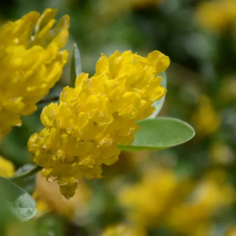 Nahaufnahme von gelben Blüten des Silberginsters mit grünen Blättern