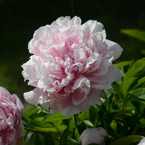 6.	Nahaufnahme einer rosa Strauchpfingstrose mit mehreren Blüten und grünen Blättern