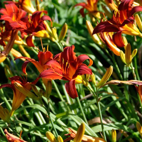 Blühende Taglilie ‘Chicago Apache’ mit dunkelroten Blüten und zahlreichen Knospen im sonnigen Staudenbeet.