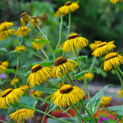 Blühende Telekie mit großen gelben Strahlenblüten und dunkler Mitte im sommerlichen Staudenbeet.