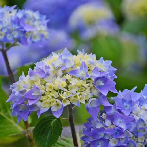 Nahaufnahme von blühenden Hortensien mit blassgelben und blauen Blüten in einem Garten