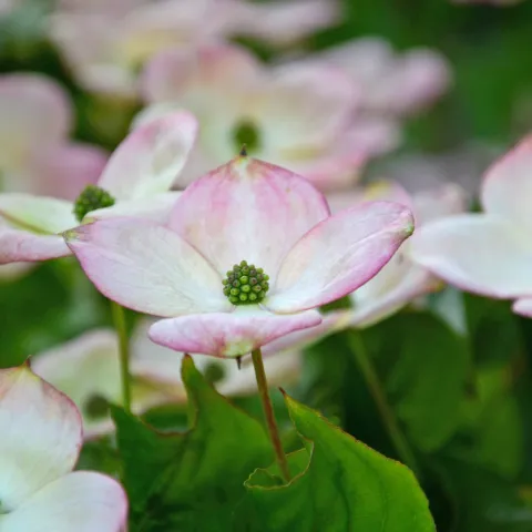 Nahaufnahme von Blüten des japanischen Blumenhartriegels mit weißen Blütenblättern und grünem Blütenzentrum