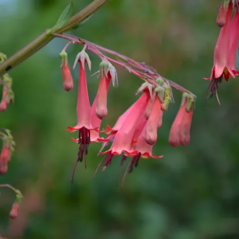 Nahaufnahme von hängenden, glockenförmigen Blüten an einem dünnen Zweig vor unscharf grünem Hintergrund