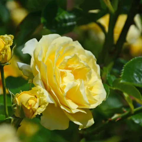 Nahaufnahme einer gelben Kletterrose mit mehreren Blüten und Knospen vor grünem Laub
