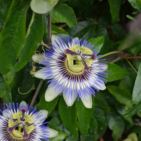 Nahaufnahme von zwei Passionsblumen mit auffälligen blauen und weißen Blütenblättern vor grünem Laub