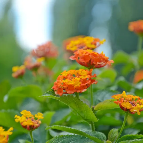 Nahaufnahme von Wandelröschen mit orange-gelben Blüten und grünen Blättern