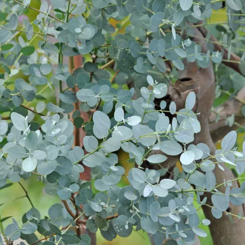 Silberblättriger Eukalyptus (Eucalyptus gunnii) mit rundem, blaugrünem Laub als dekorative Blattschmuckpflanze.