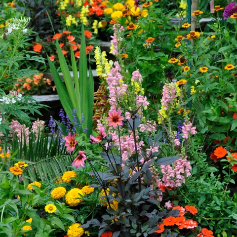 Farbenprächtige Sommerbepflanzung der Italienischen Blumen- und Wasserstiege mit einer Vielzahl blühender Sommerblumen.
