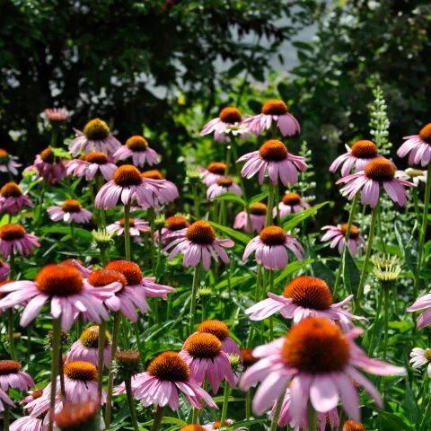 Blühender Purpur-Sonnenhut (Echinacea purpurea) mit zahlreichen rosafarbenen Blüten im sommerlichen Kräutergarten.