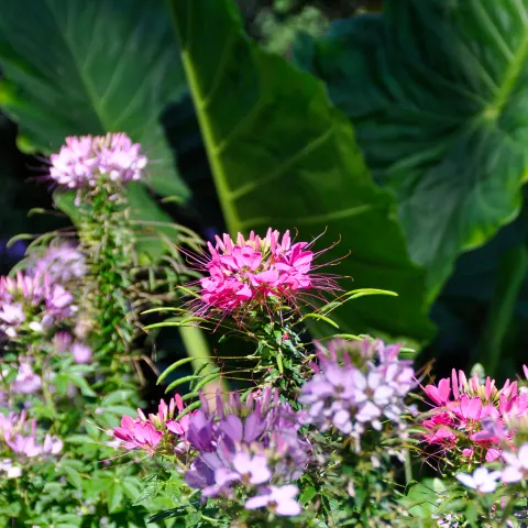 Lila Blüten im Vordergrund, grünes Blattwerk im Hintergrund