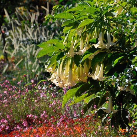 Ein buntes Beet im Vordergrund, die trompetenförmigen Kelchblüten der Brugmanisa im Mittelpunkt