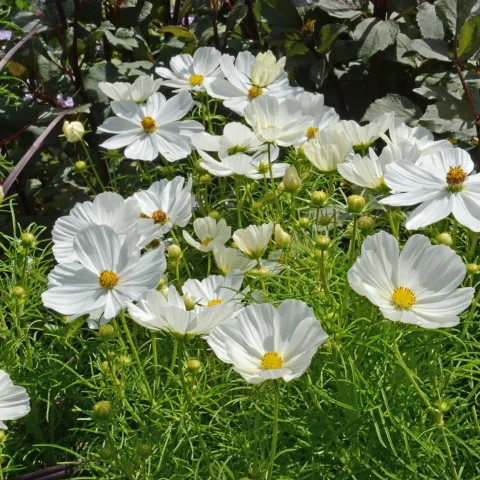 Weiße Schmuckkörbchen (Cosmos bipinnatus) mit zarten, schalenförmigen Blüten und fein gefiedertem Laub.