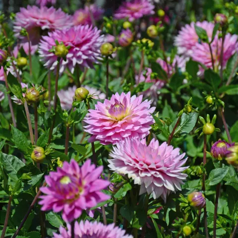 Pinke Dahlienblüte in einem Beet mit weiteren Blumen und Pflanzen