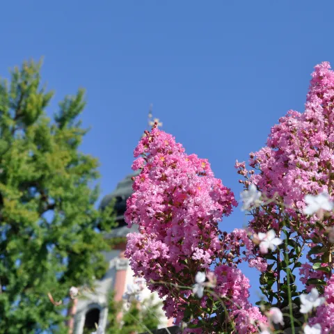 Rosa Blütendolden der Kräuselmyrte vor blauem Himmel, im Hintergrund sind die Umrisse der Mainau Schlosskirche zu erkennen