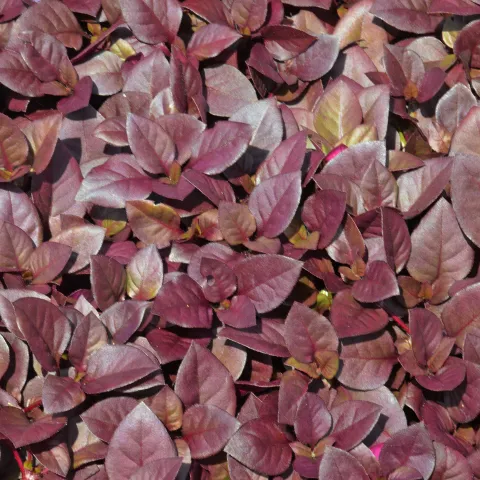 Papageienblatt (Alternanthera) mit dichtem, dunkel burgunderrotem Blattschmuck im Dahliengarten.