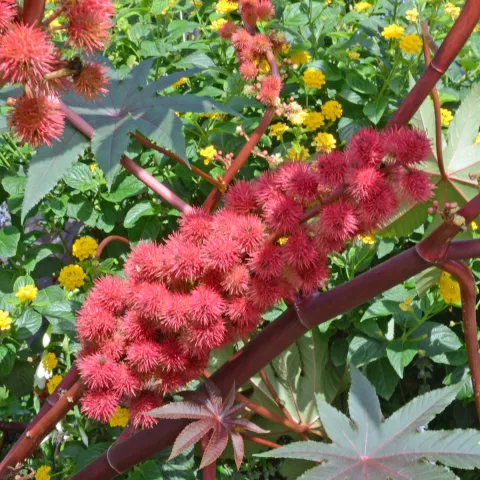 Rizinus (Ricinus communis) mit auffälligen roten Fruchtständen, dunkelroten Stielen und großen handförmigen Blättern.