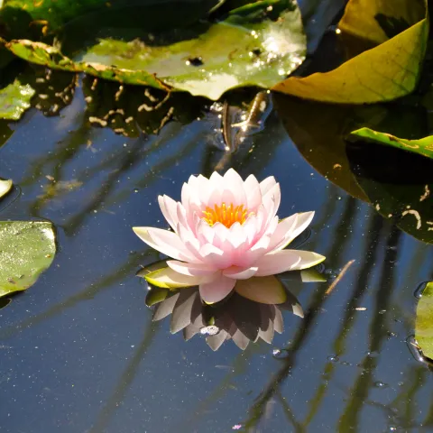 Eine rosa Seerose schwimmt auf einem Teich mit Seerosenblättern im Hintergrund