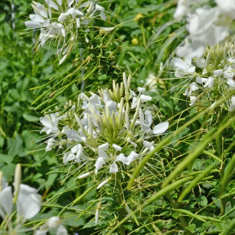 Weiße Spinnenblume ‘Seniorita Blanca’ (Cleome) mit filigranen weißen Blüten und langen Staubfäden.