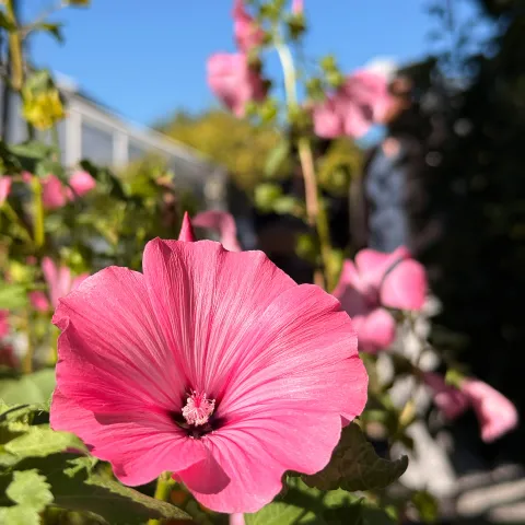 Pink blühende Bechermalve im Küchengarten – leuchtender Spätsommerblüher vor blauem Himmel.