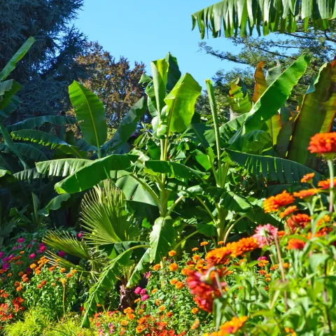 Spätsommerliche Brunnenarena mit üppigen Bananenstauden und farbenfroher Bepflanzung.