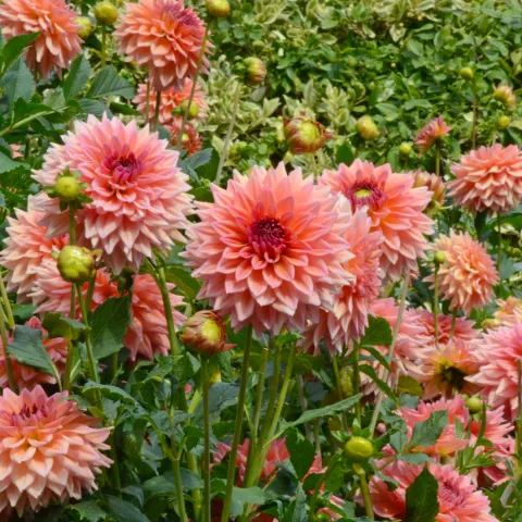 Dahlie ‘Graciella’ – große, lachsrosa Blüten mit dunklerem Zentrum und zahlreichen Knospen.