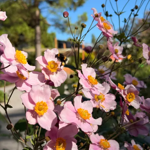 Rosa Herbstanemonen mit Hummel – filigrane Blüten als spätsommerliche Nahrungsquelle für Insekten.