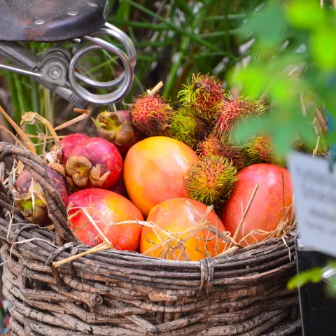 Herbstliche Früchteausstellung mit Mangos, Mangostanen und Rambutans in einem rustikalen Flechtkorb.