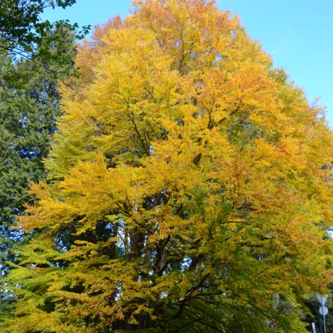 Großer Lebkuchenbaum in beginnender Herbstfärbung – eindrucksvoller Solitärbaum im Park.